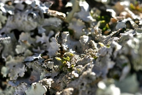 Lichen