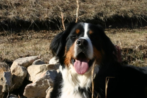 Happy Puppy!