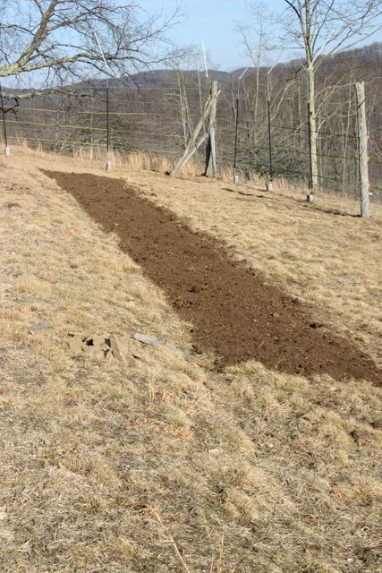 New potato patch