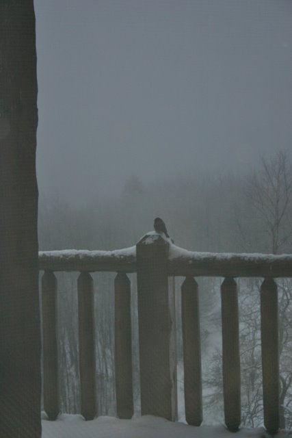 Another day, another prayer in thanks for juncos, nuthatches, and tufted titmice