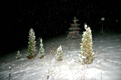 LED-lighted trees near the house