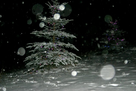 North Pole South, reporting. Conditions COLD