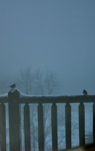 Dark-eyed juncos