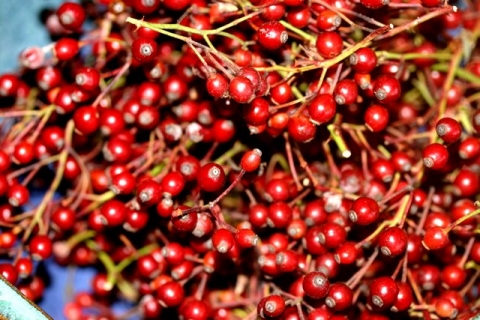 Rosehips