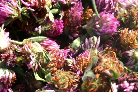 Red clover