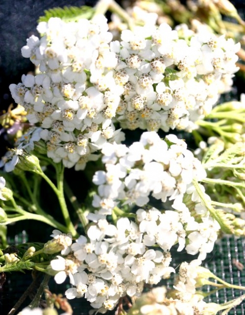 Yarrow blossoms