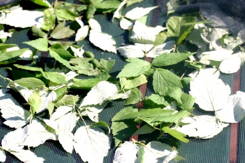 Black Raspberry