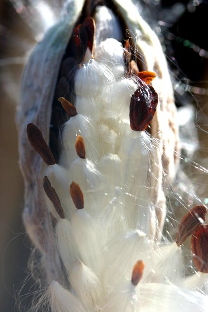 Common milkweed seed pod