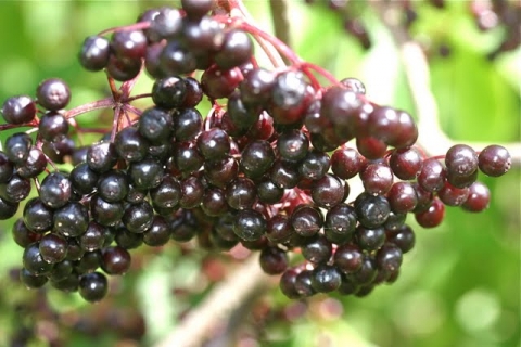 Elderberries.