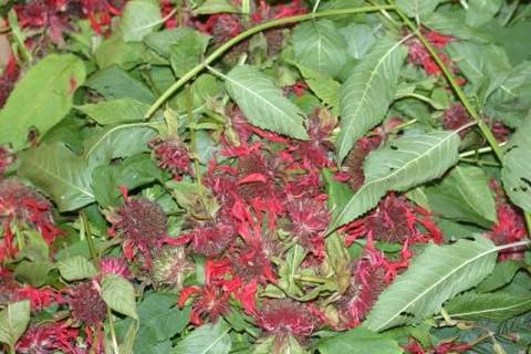 Scarlet Bee Balm.