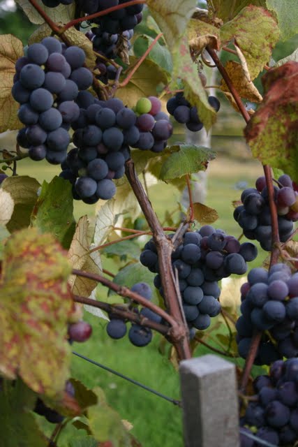 Grapes!