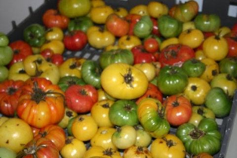 Ripening tomatoes.