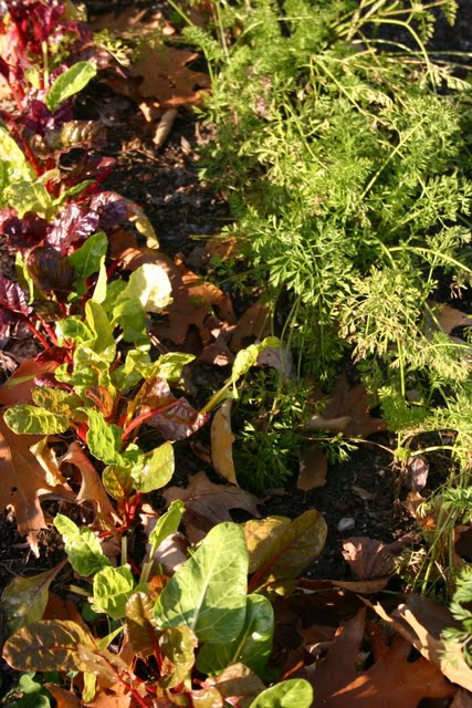 October 25, chard & carrots.