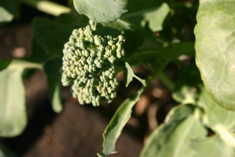 October 25, broccoli.