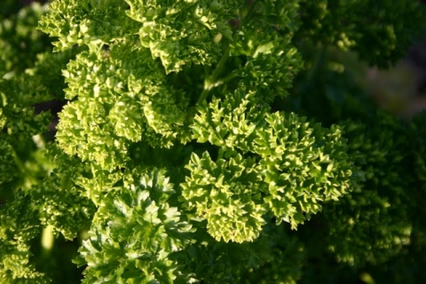 Parsley.