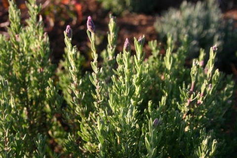 Lavender.