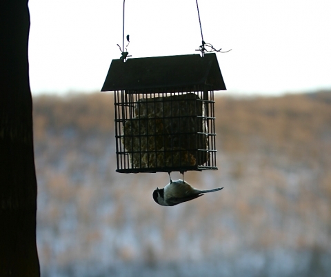 Black-capped chickadee.