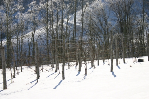 Vineyard December 28.