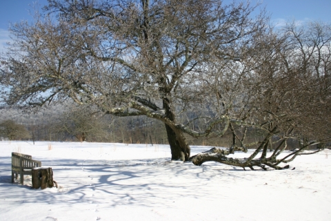 Grandmother tree December 28.