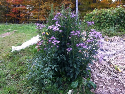 Siberian asters.