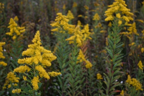 Glorious Goldenrod.