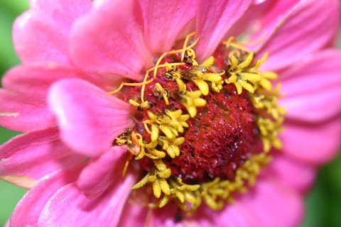 Zinnia.