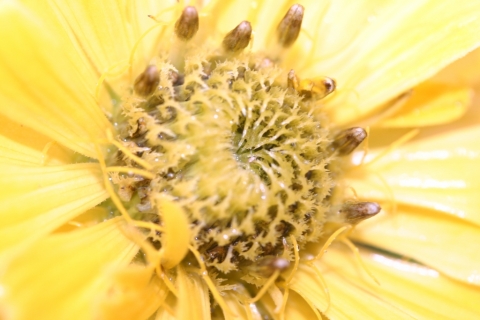 Zinnia.