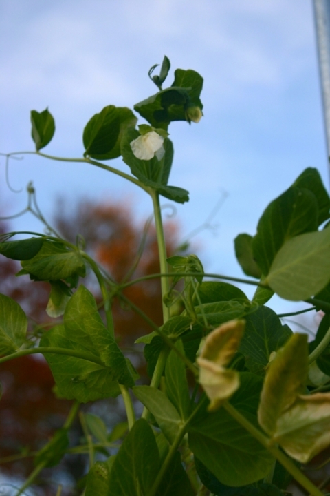 Six-month snowpeas.