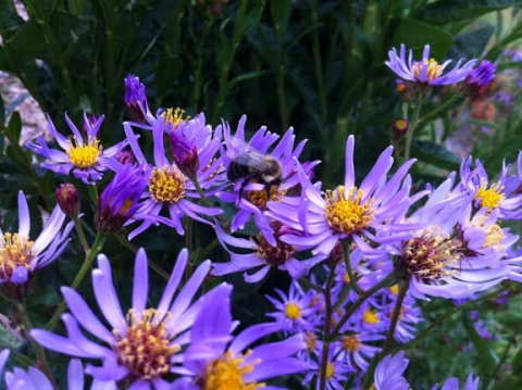 Siberian asters.