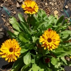 October 28 Calendula