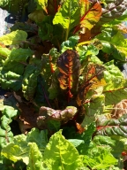 Swiss Chard
