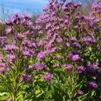 Siberian Asters