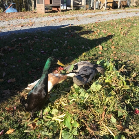 October 20. Duckies rooting through garden waste.