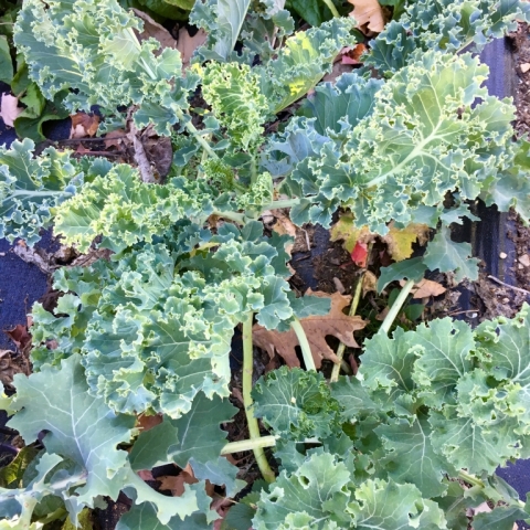 Kale.