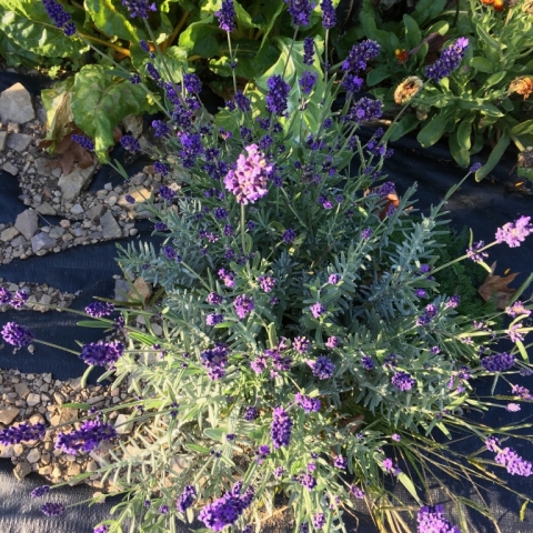 Lavender.