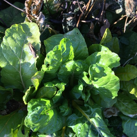 Swiss chard.