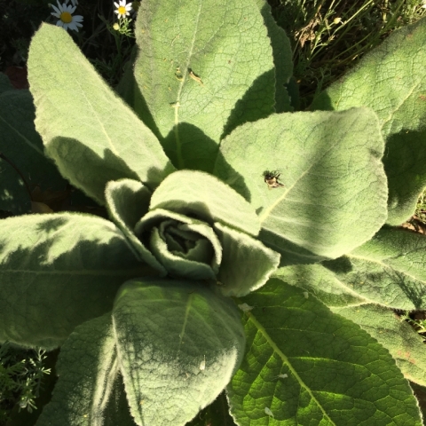 Mullein.