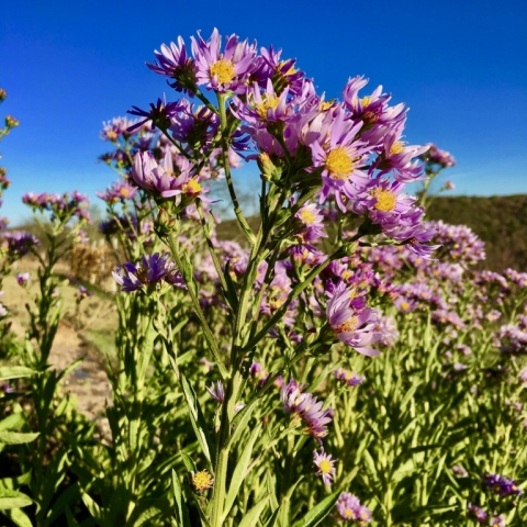 Siberian aster.