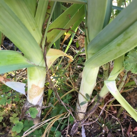 Leeks.