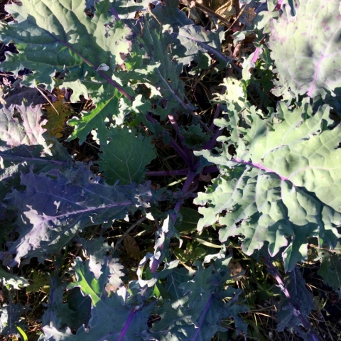 Kale.
