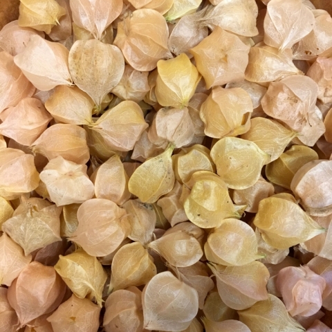Spetember 8. Ground cherries.