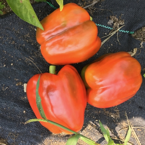 September 10. Peppers!