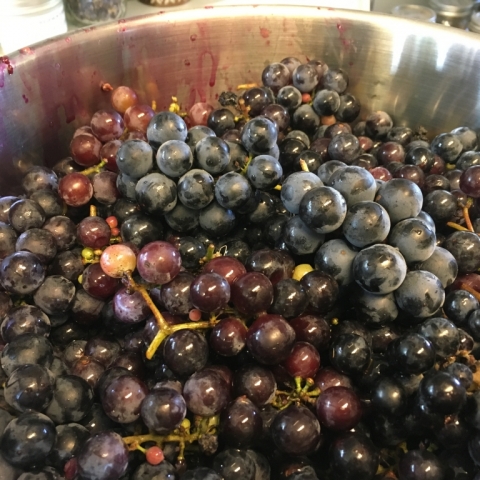 September 19. Grapes ready for steaming.