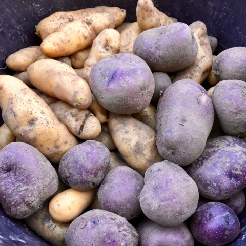 September 23. Potato harvest.