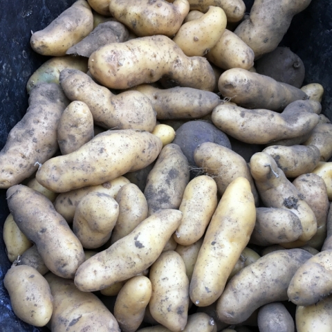 Fingerlings.