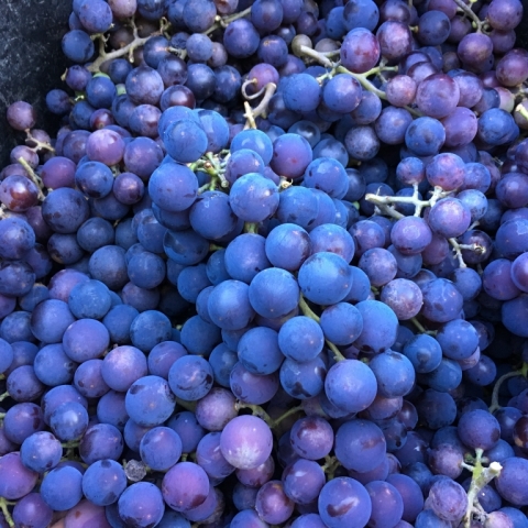 Grapes and MORE grapes. What a harvest!