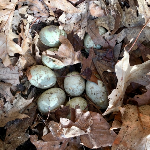 November 21. Duck eggs!