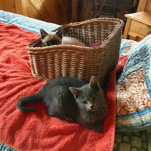 December 10. New kitties! Leia in basket and Rey.