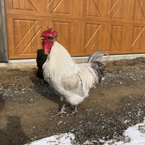 Big Al crowing.