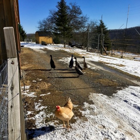 Pearl in the foreground. Six Runner ducks behind. December 27.